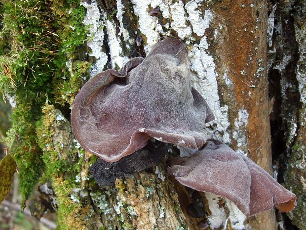 uchovec bazový Auricularia auricula-judae (Bull.) Quél.