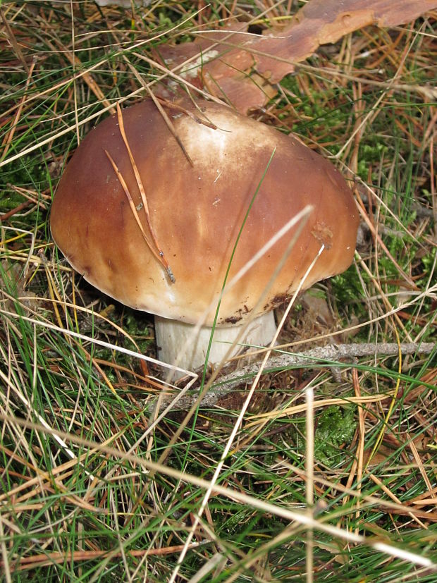 hríb smrekový Boletus edulis Bull.