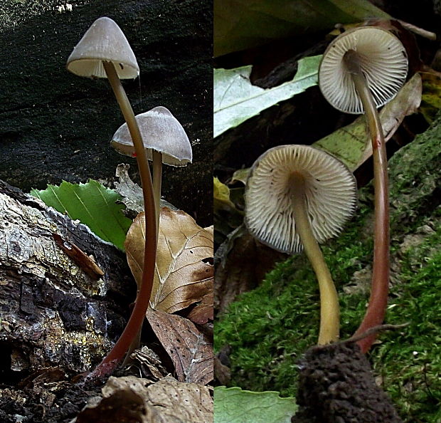 prilbička šafranová Mycena crocata (Schrad.) P. Kumm.