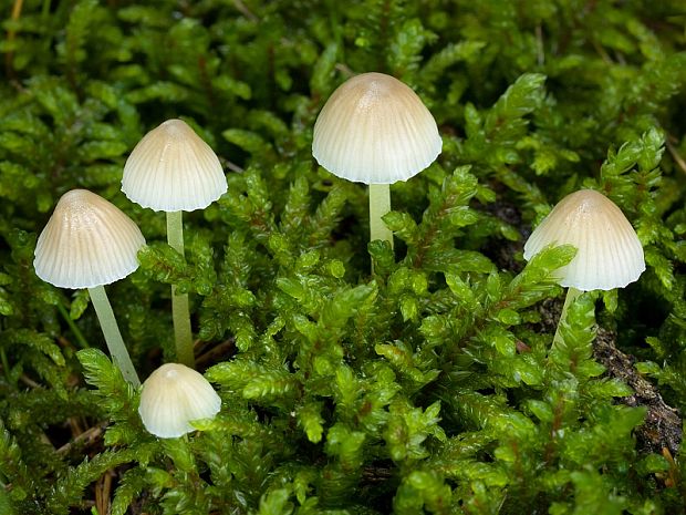 prilbička slizká Mycena epipterygia (Scop.) Gray