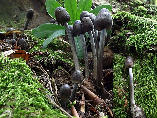 prilbička ryhovaná Mycena polygramma (Bull.) Gray