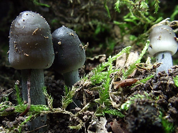 prilbička rýhovaná Mycena polygramma (Bull.) Gray