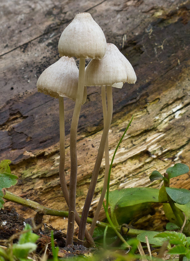 prilbička? Mycena sp.