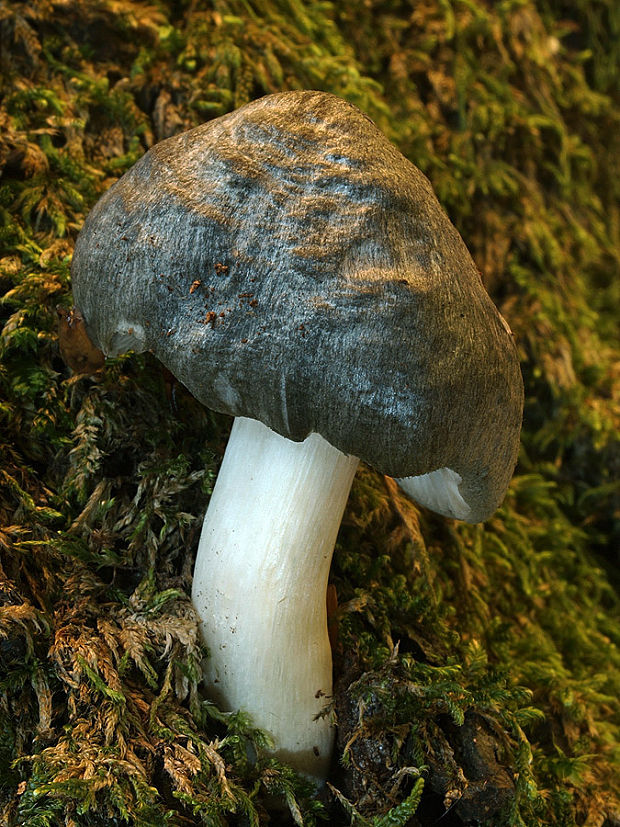 štítovka vŕbová Pluteus salicinus (Pers.) P. Kumm.