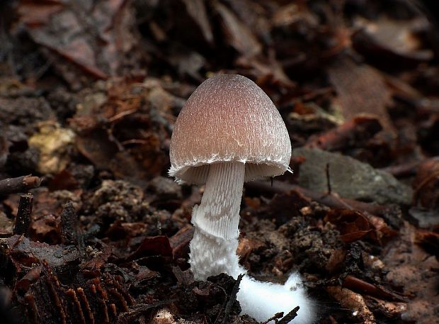 drobuľka bielovločkatá Psathyrella impexa (Romagn.) Bon