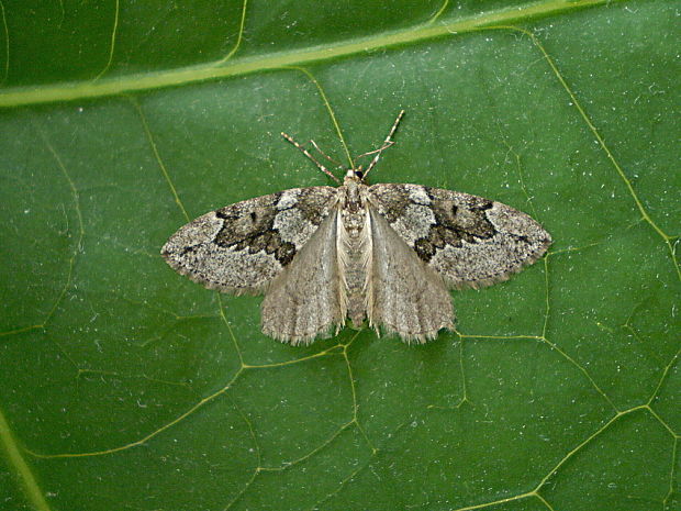 piadivka borievková / píďalka jalovcová Thera juniperata Linnaeus, 1758