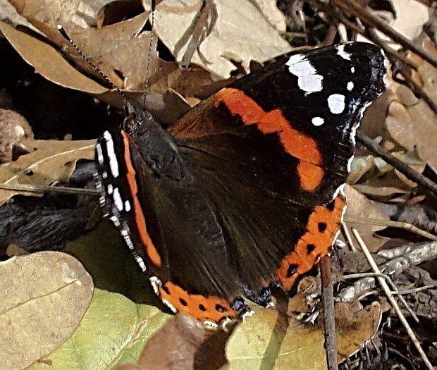 babočka admirálska Vanessa atalanta