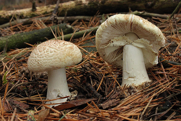 muchotrávka citrónovožltá Amanita citrina Pers.