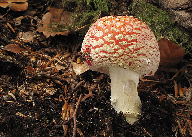 muchotrávka červená Amanita muscaria (L.) Lam.