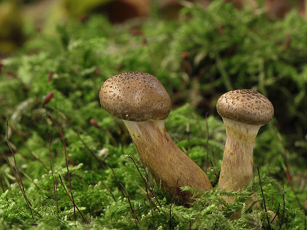 podpňovka Armillaria sp.