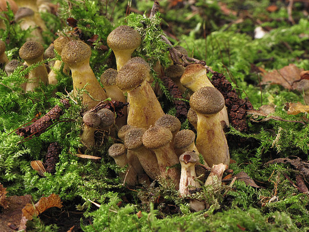 podpňovka Armillaria sp.