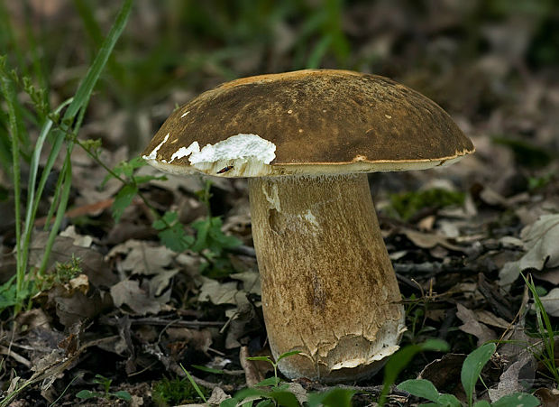 hríb bronzový Boletus aereus Bull. ex Fr.