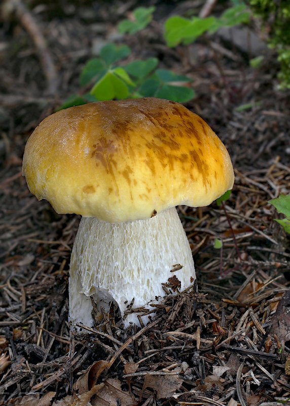 hríb smrekový citrónový Boletus edulis f. citrinus (Pelt.) Vassilkov (1966)