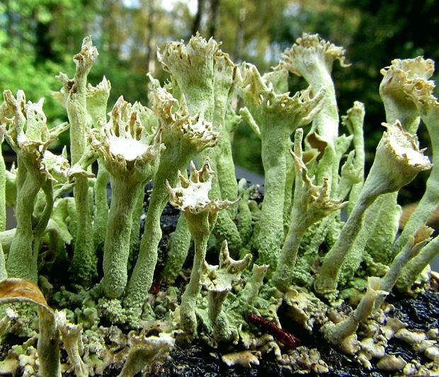 dutohlávka Cladonia sp.