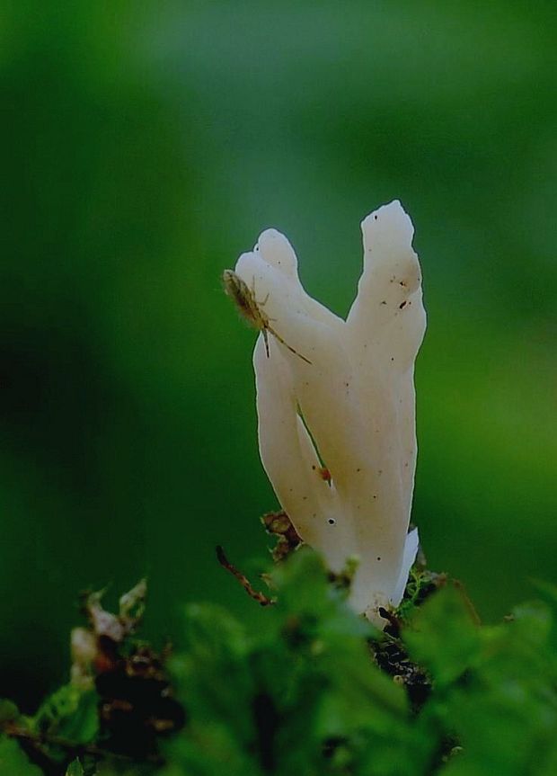 konárovka hrebenitá Clavulina coralloides (L.) J. Schröt.