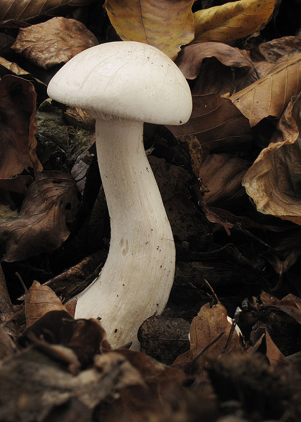 strmuľka Clitocybe sp.