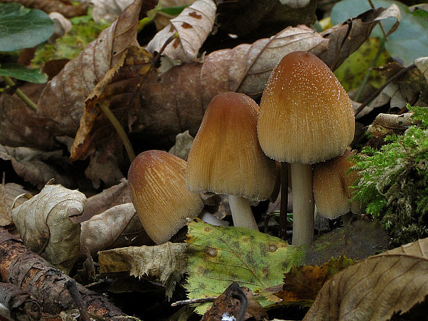 hnojník ligotavý Coprinellus micaceus (Bull.) Vilgalys, Hopple & Jacq. Johnson