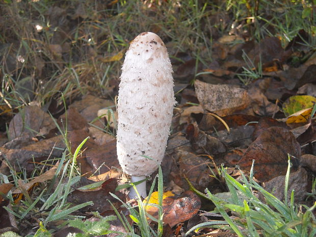 hnojník Obyčajný Coprinus comatus (O.F. Müll.) Pers.