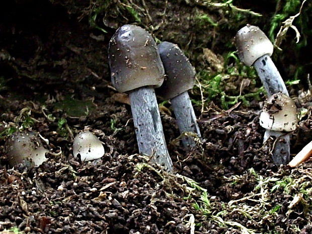 prilbička ryhovaná Mycena polygramma (Bull.) Gray