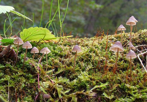 prilbička Mycena sp.