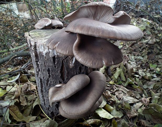 hliva ustricovitá Pleurotus ostreatus (Jacq.) P. Kumm.