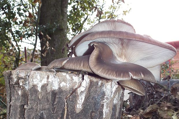 hliva ustricovitá Pleurotus ostreatus (Jacq.) P. Kumm.