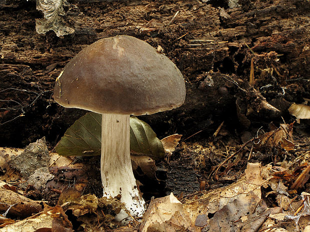 štítovka jelenia Pluteus cervinus (Schaeff.) P. Kumm.