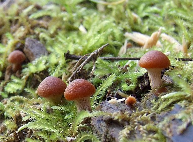 smeťovka zimná? Tubaria furfuracea (Pers.) Gillet