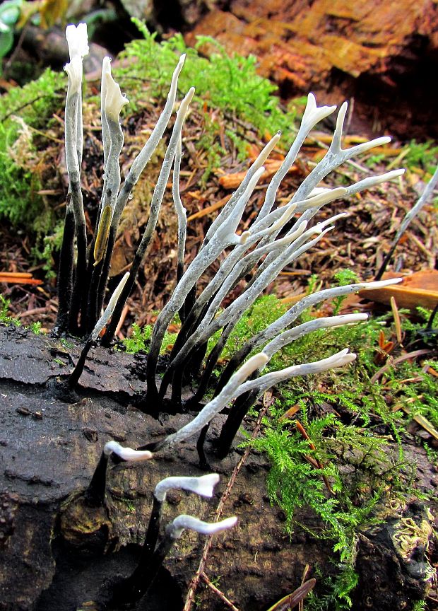 drevnatec parohatý Xylaria hypoxylon (L.) Grev.