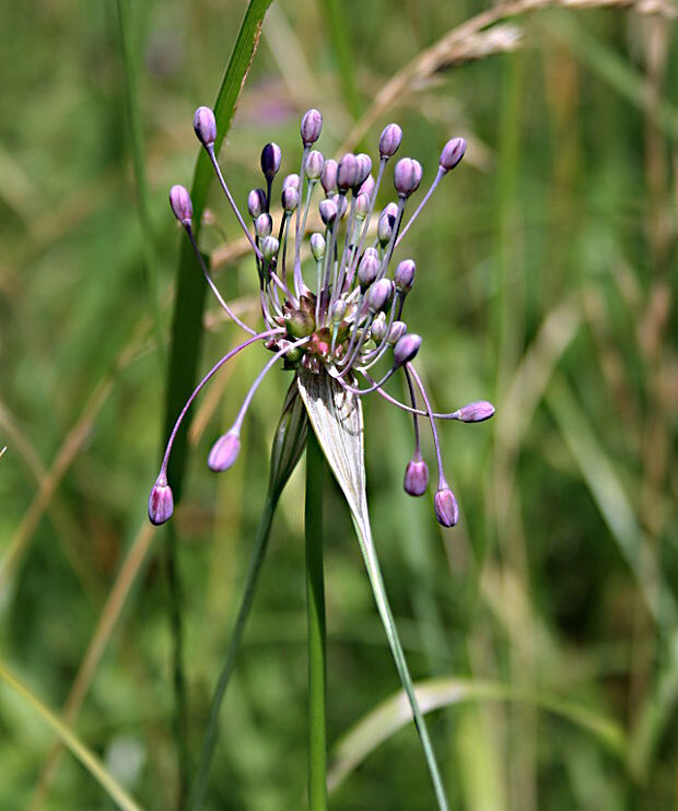 cesnak člnkovitý Allium carinatum L.