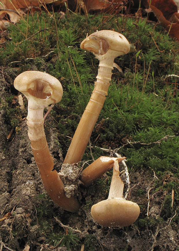 podpňovka Armillaria sp.