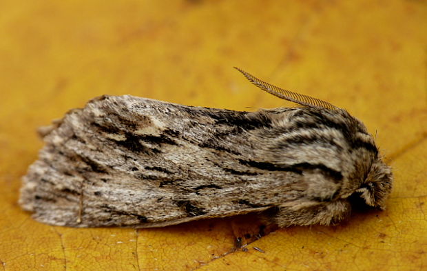 mora novembrová Asteroscopus sphinx