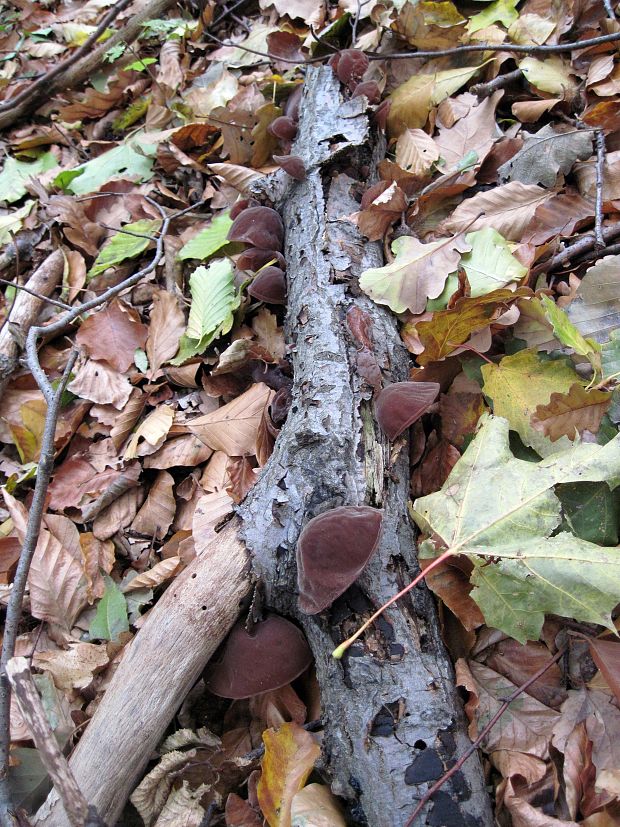 uchovec bazový Auricularia auricula-judae (Bull.) Quél.