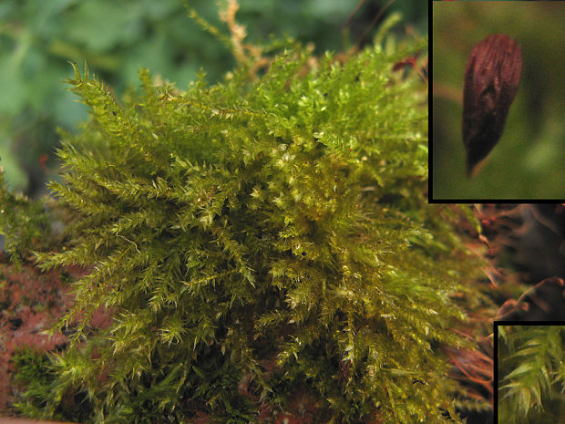 bankovec Brachythecium starkei (Brid.) B. S. G.