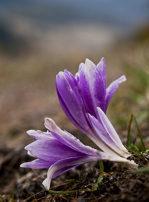 jesienka obyčajná Colchicum autumnale