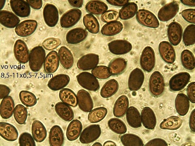 hnojník mrvový Coprinopsis cinerea (Schaeff.) Redhead, Vilgalys & Moncalvo