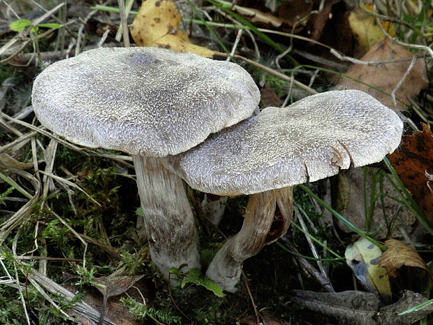 pavučinovec plstnatý Cortinarius hemitrichus (Pers.) Fr.