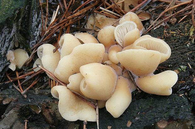 pahliva Crepidotus sp.