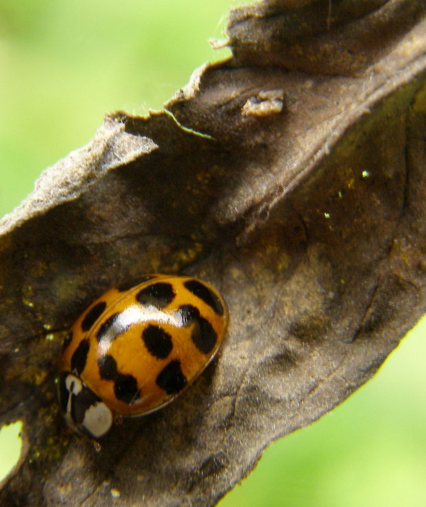 lienka  Harmonia axyridis