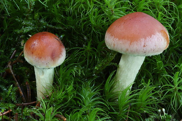 strapcovka tehlovočervená Hypholoma lateritium (Schaeff.) P. Kumm.