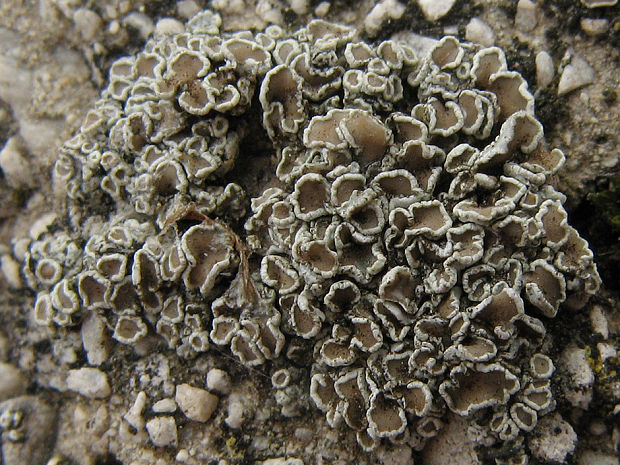 lekanora Lecanora rugosella