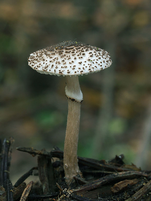 bedlička čiernošupinatá Lepiota felina (Pers.) P. Karst.