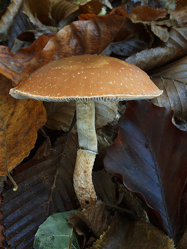 golierovka plavooranžová Leratiomyces squamosus (Pers.) Bridge & Spooner