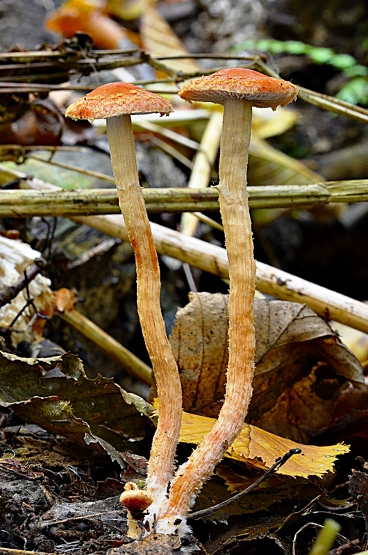 golierovka plavooranžová Leratiomyces squamosus (Pers.) Bridge & Spooner