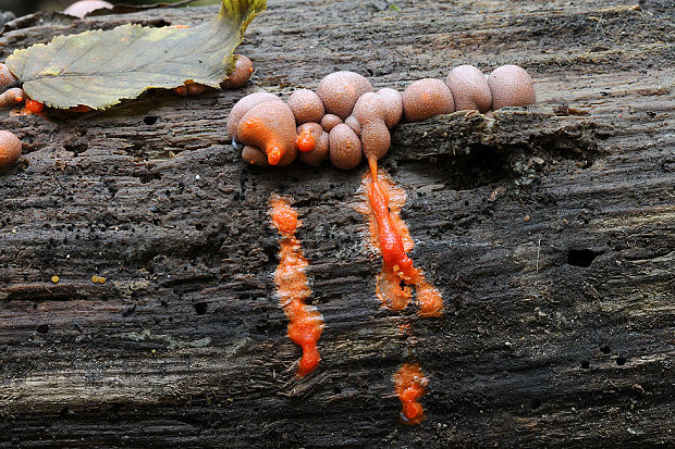 vlčinka Lycogala sp.