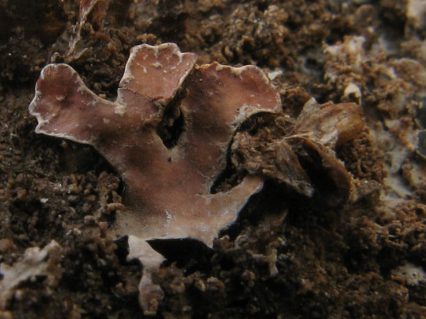 lišajník Marchandiomyces corallinus