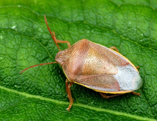 bzdocha Piezodorus lituratus