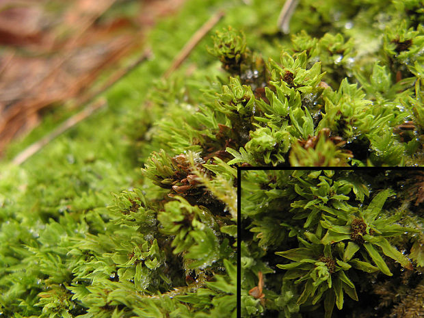 ružolístok ozdobný Rhodobryum roseum (Hedw.) Limpr.