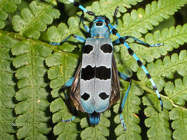 chrobáčik Rosalia alpina