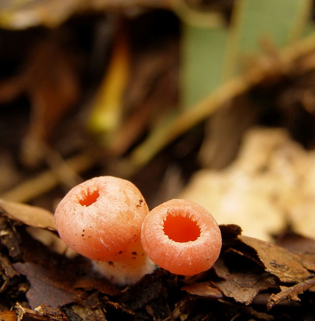 ohnivec Sarcoscypha sp.